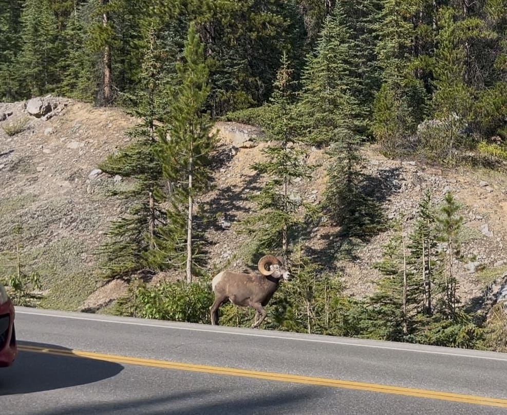 left ビッグホーンシープの群れ