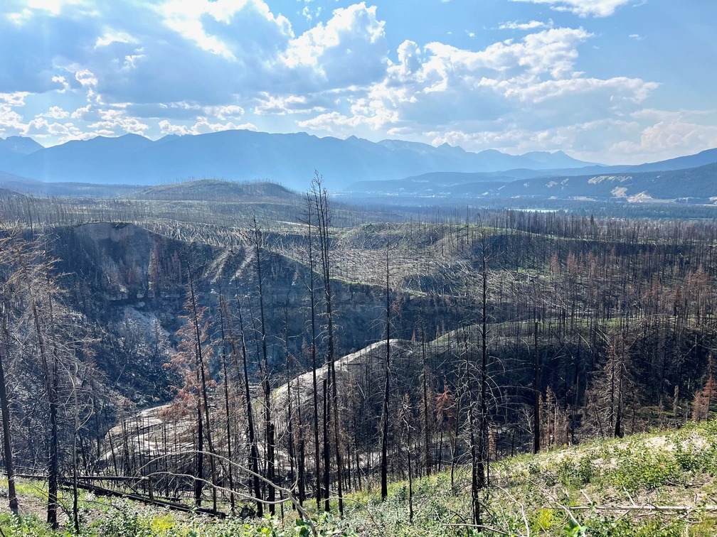 large 山火事後の風景